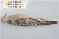 藏品(金背鳩)的圖片